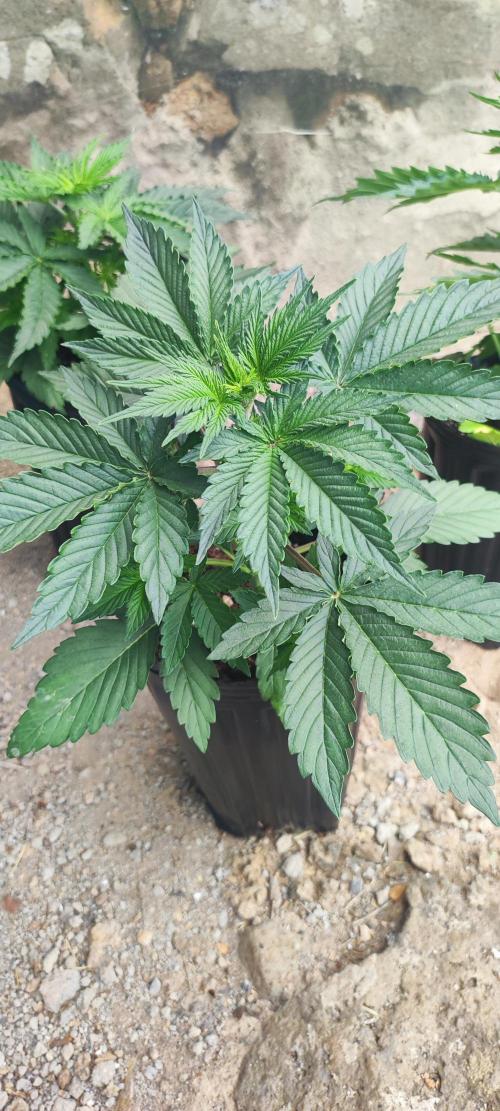 Mental rainbow F1. Week 3
