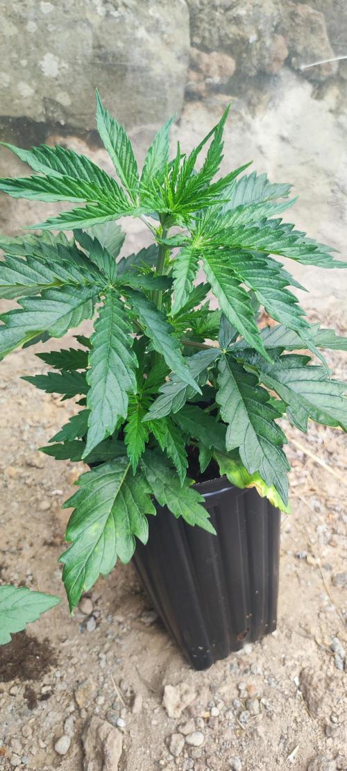 Mental rainbow F1. Week 3