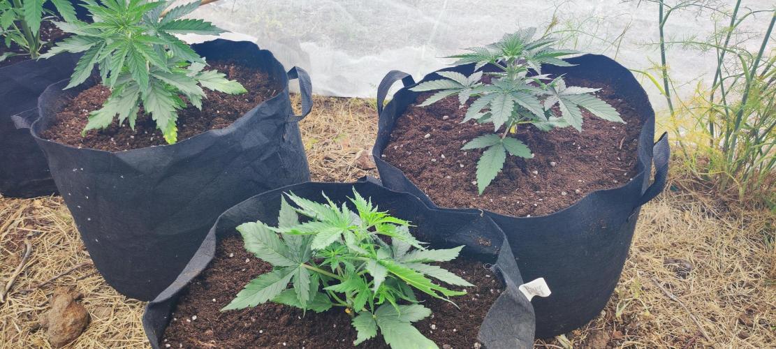 Mental rainbow F1. Week 3