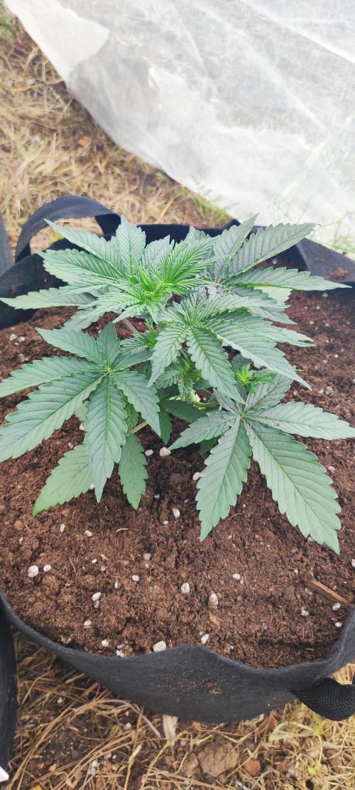 Mental rainbow F1. Week 3