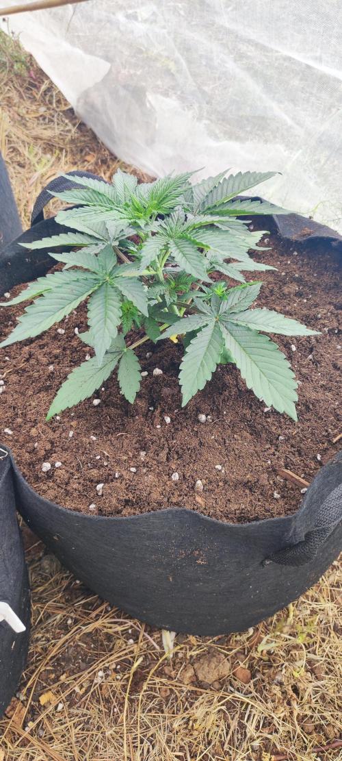 Mental rainbow F1. Week 3
