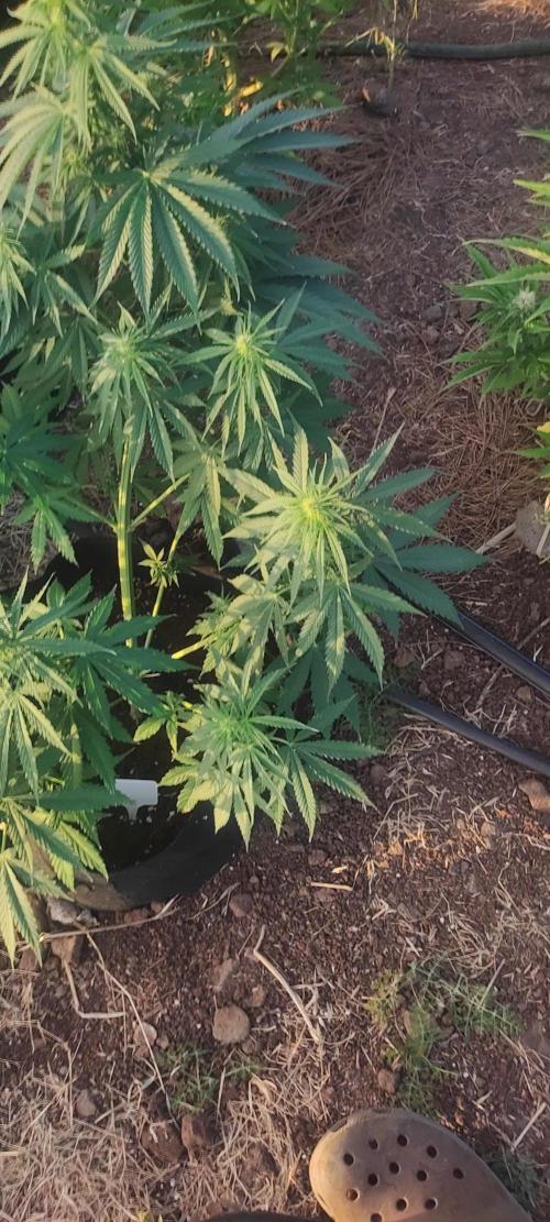 Mental rainbow F1. Week 6