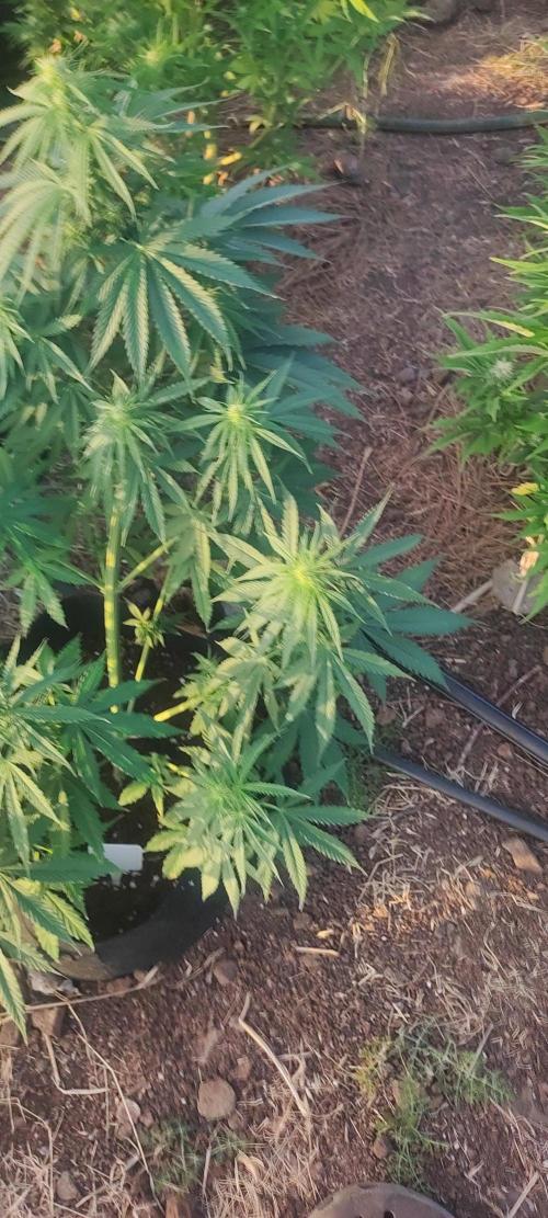 Mental rainbow F1. Week 6