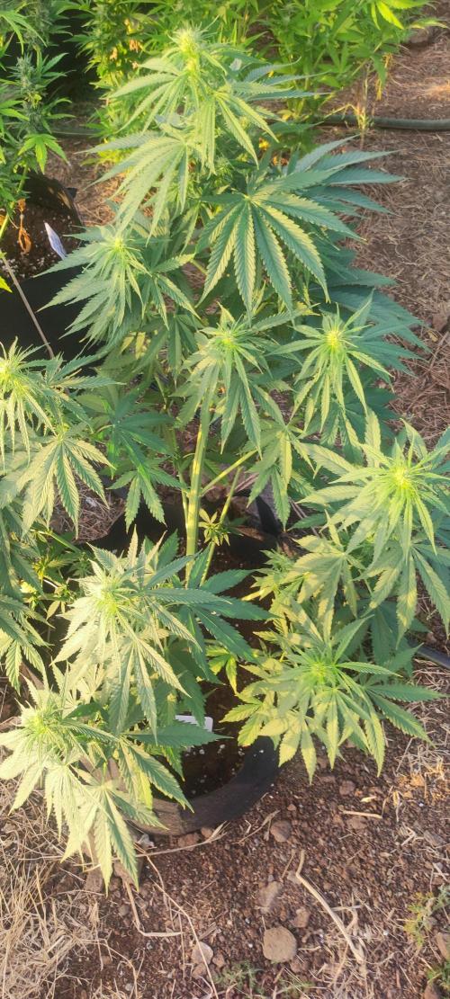 Mental rainbow F1. Week 6