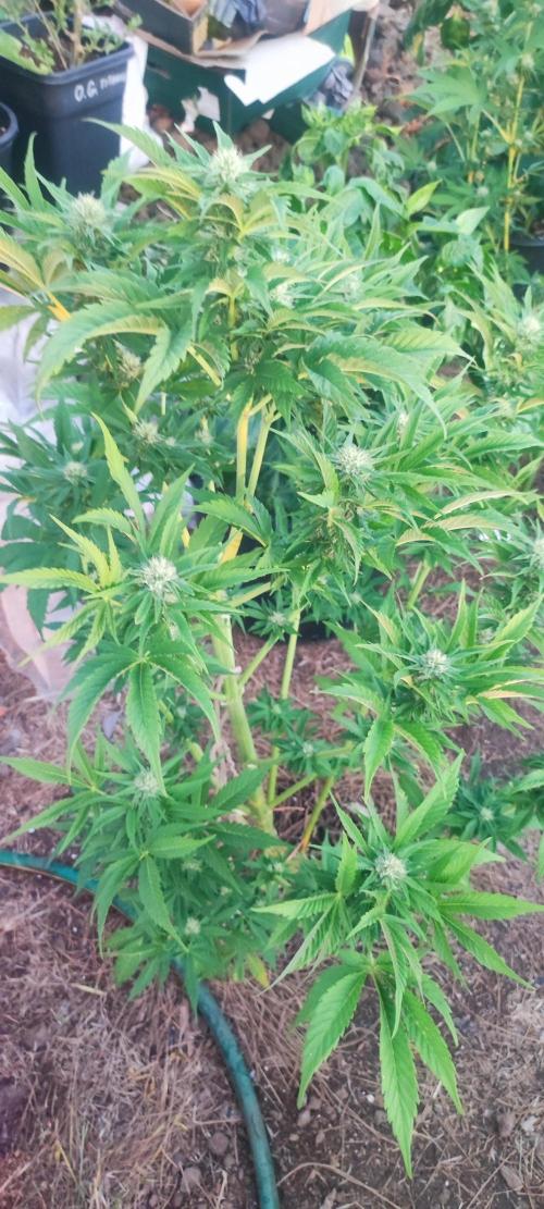 Mental rainbow F1. Week 6