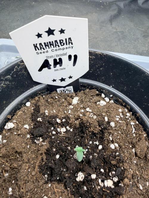 Amnesia Haze Go Fast. Week 1 - 2 Tage längere Keimzeit aber trotzdem top Entwicklung 