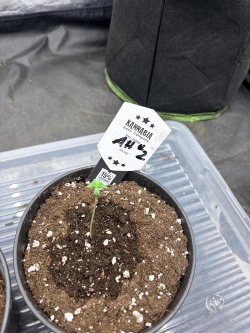 Amnesia Haze Go Fast. Week 1 - 24H Keimzeit und nach 3 Tagen schon die Keimblätter zusehen