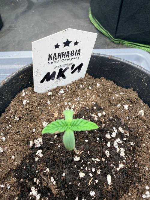 Melonade-K. Week 1 - Mit Sproutly von Kannabia gekeimt