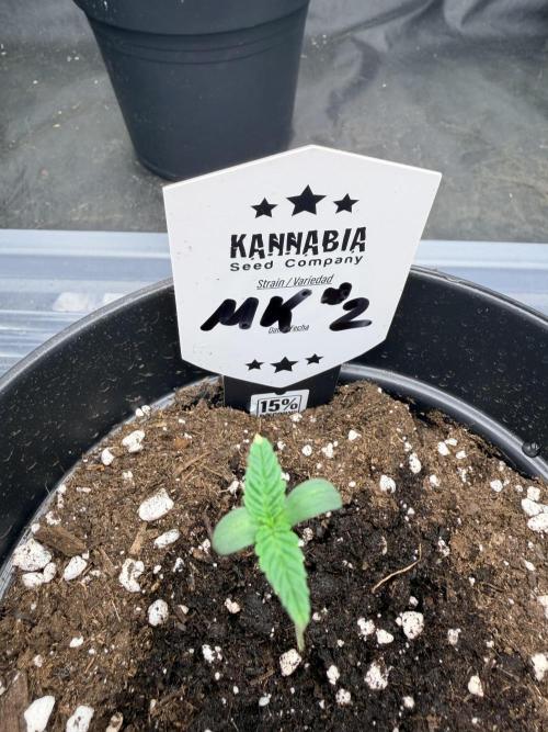 Melonade-K. Week 1 - Konstante Entwicklung bei den ersten Blättern