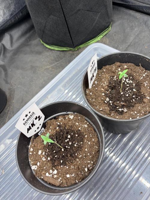 Melonade-K. Week 1