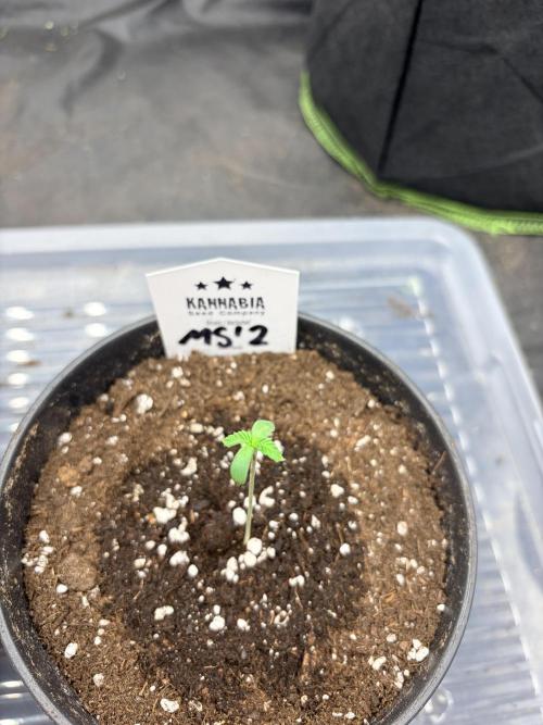 Mexican Sativa. Week 1