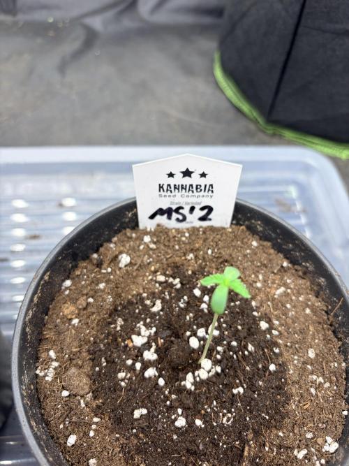 Mexican Sativa. Week 1