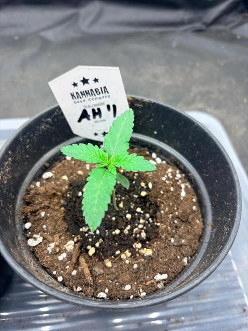 Amnesia Haze Go Fast. Week 2 - Absolut Konstante Entwicklung