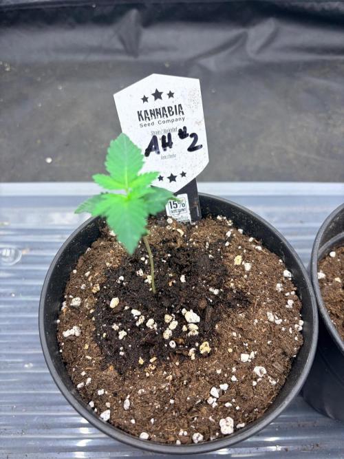 Amnesia Haze Go Fast. Week 2 - Sieht ein wenig mitgenommen aus nach Wind Test