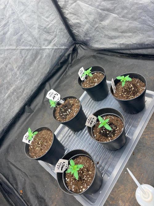 Amnesia Haze Go Fast. Week 2