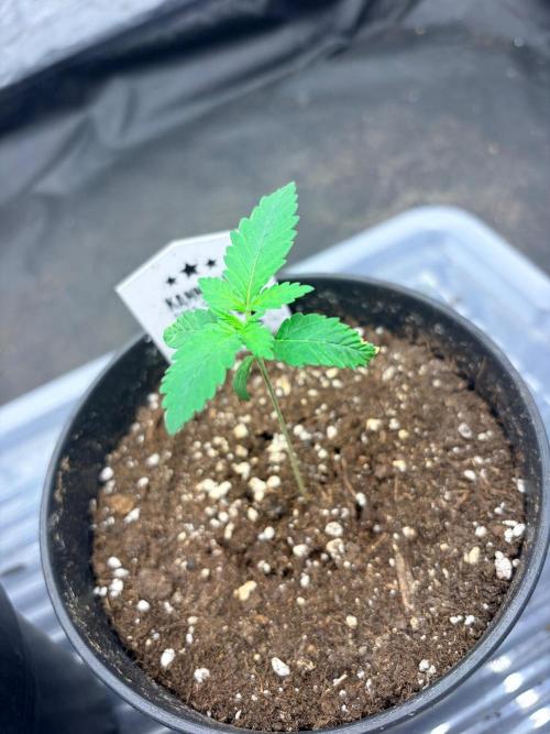 Mexican Sativa. Week 2 - Leichte Brandstellen an den Blattspitzen 