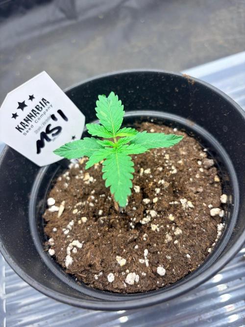 Mexican Sativa. Week 2 - Leichte Deformation der 1. Nodie 