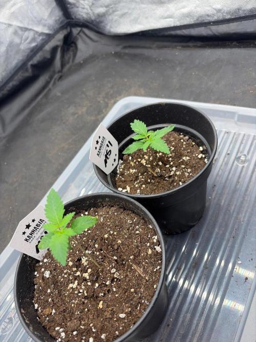 Black Box Light. Week 2