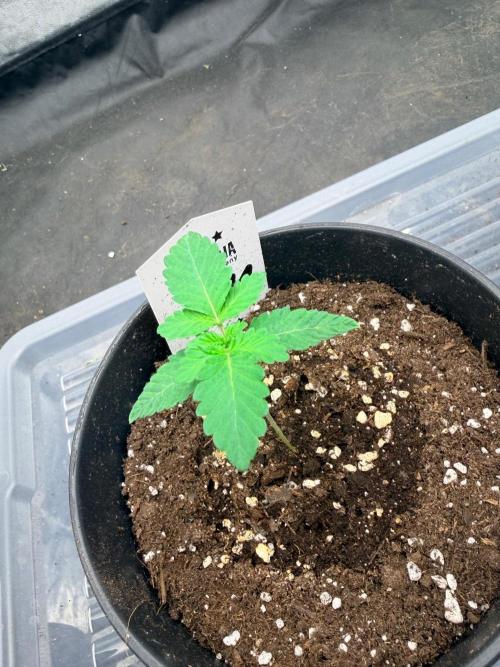 Melonade-K. Week 2 - Keine Deformierungen 