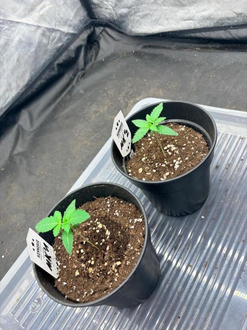 Melonade-K. Week 2