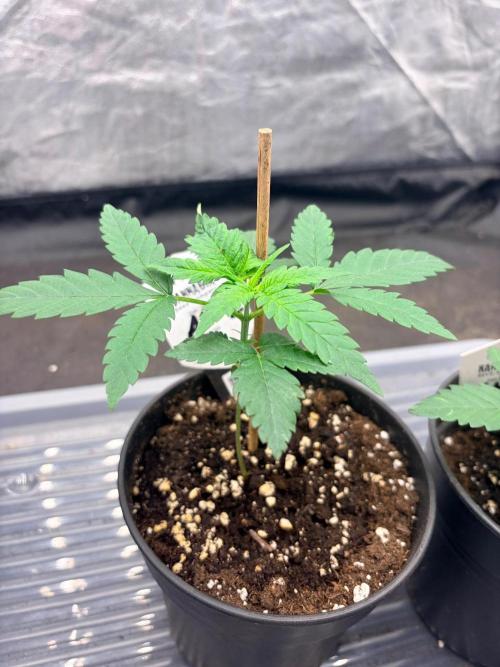 Amnesia Haze Go Fast. Week 3 - Wollte leider Richtung Licht aber keine Beeinträchtigung bei der Entwicklung