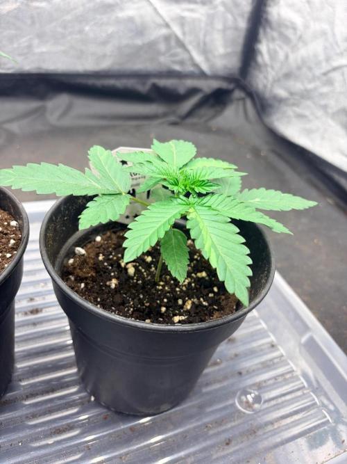 Amnesia Haze Go Fast. Week 3 - Wächst kompakter als der 2. Pheno