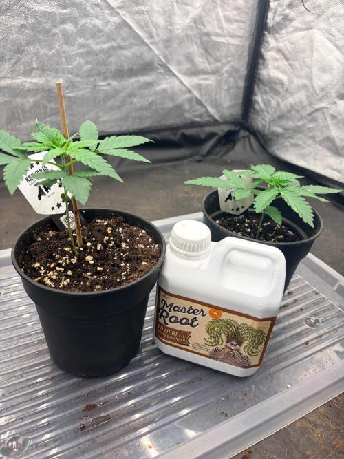 Amnesia Haze Go Fast. Week 3 - 1 Genetik 2 Phenos