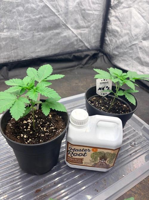 Melonade-K. Week 3 - Beide zeigen den selben Wachstum was mein Fundament wird