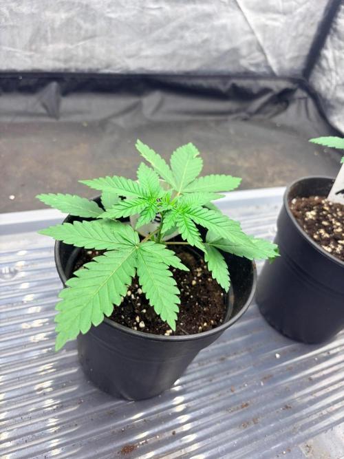 Mexican Sativa. Week 3 - Wirkt sehr kompakt und wächst weiter sehr gedrungen