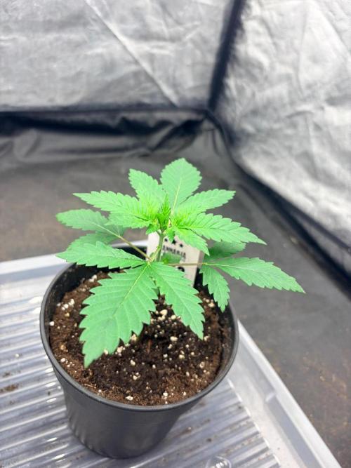 Mexican Sativa. Week 3 - Hat sich etwas mehr gestreckt aber der weiter Wachstum wirkt dicht