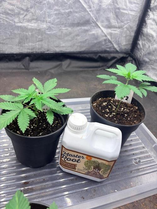 Mexican Sativa. Week 3 - Unterschiedlich von der Höhe aber die Nodien wachsen näher zusammen