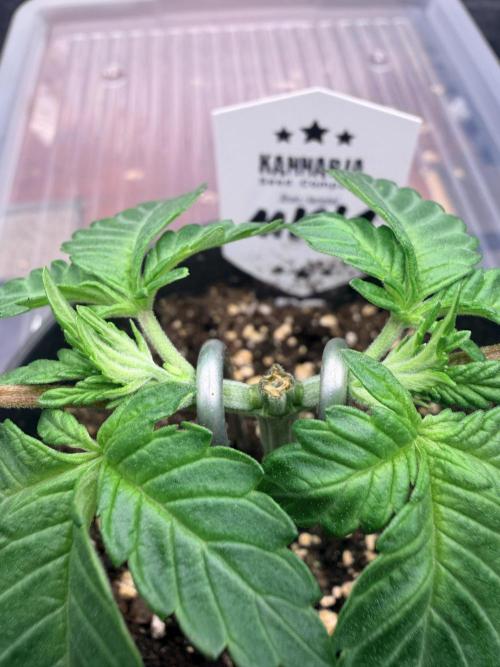 Melonade-K. Week 4 - Beide neuen Triebspitzen entwickeln sich kräftig und gleichmäßig.
