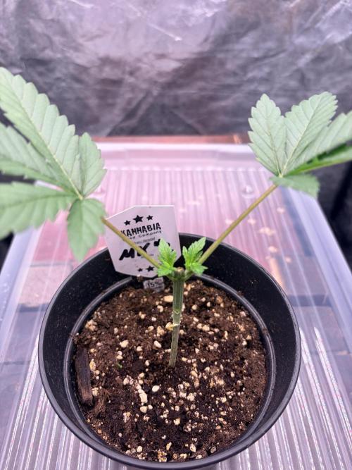 Melonade-K. Week 4 - Die gewünschte Grundstruktur steht und die beiden Haupttriebe können sich jetzt entwickeln.