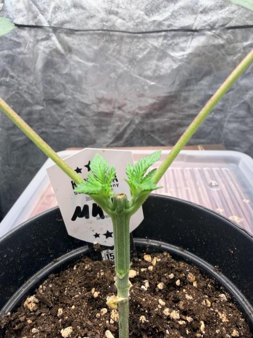 Melonade-K. Week 4 - Beide Seiten reagieren gut auf den Eingriff und wachsen sauber weiter.