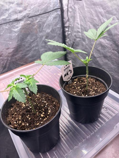 Melonade-K. Week 4 - Entwicklungsgeschwindigkeit, aber beide bauen jetzt ihre neue Hauptstruktur auf.