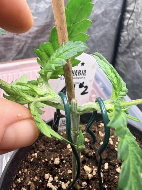 Amnesia Haze Go Fast. Week 4 - Beide neuen Haupttriebe wachsen kräftig nach und werden Schritt für Schritt nach außen geführt.