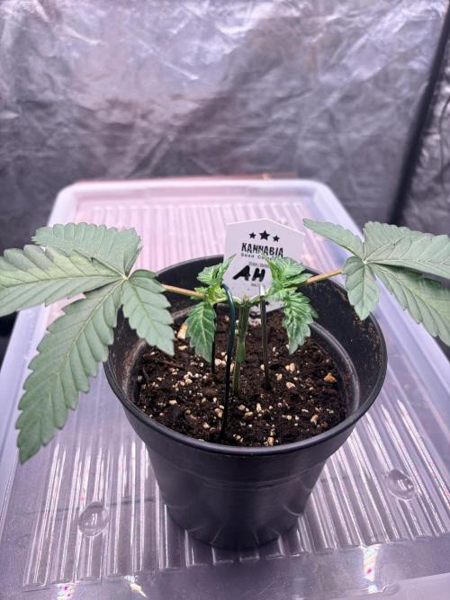 Amnesia Haze Go Fast. Week 4 - Die beiden Hauptarme wurden horizontal ausgerichtet.