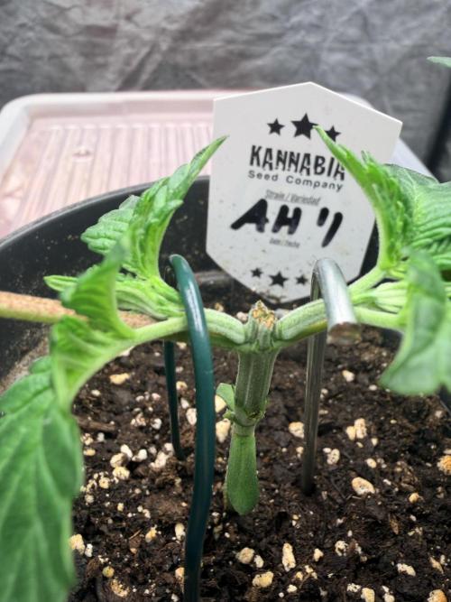 Amnesia Haze Go Fast. Week 4 - Die Schnittstelle verheilt sauber. Beide Seiten entwickeln neuen Austrieb und reagieren gut.