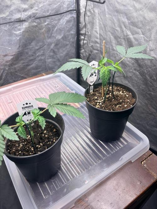 Amnesia Haze Go Fast. Week 4 - Die Entwicklung verläuft unterschiedlich schnell, die gewünschte Grundstruktur ist angelegt.