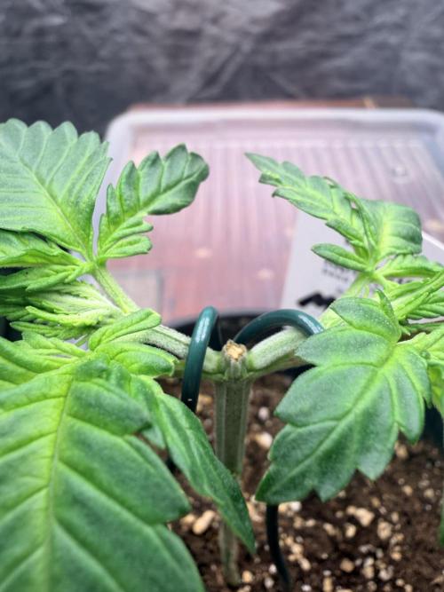 Mexican Sativa. Week 4 - Rund um die Schnittstelle entstehen kräftige neue Triebe, die jetzt zunehmend Wachstum aufnehmen.
