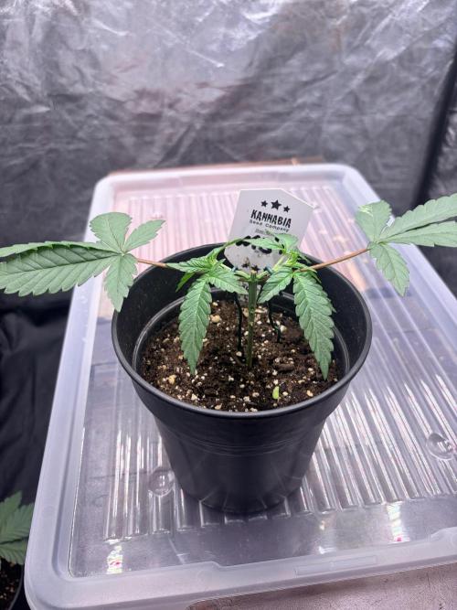 Mexican Sativa. Week 4 - Die beiden Hauptarme wurden möglichst gleichmäßig nach außen geführt.