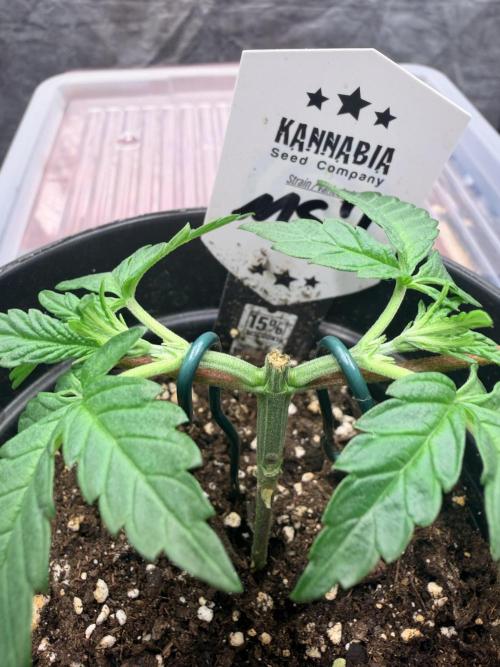 Mexican Sativa. Week 4 - Die Schnittstelle sieht sauber aus und die beiden Seiten entwickeln sich weiter.