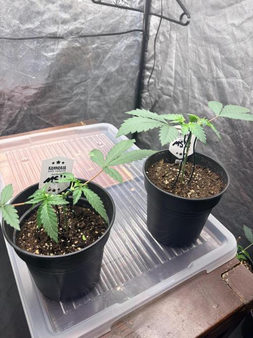 Mexican Sativa. Week 4 - Auch hier zeigen sich Unterschiede beim Wachstum, während bei beiden die Struktur da ist.