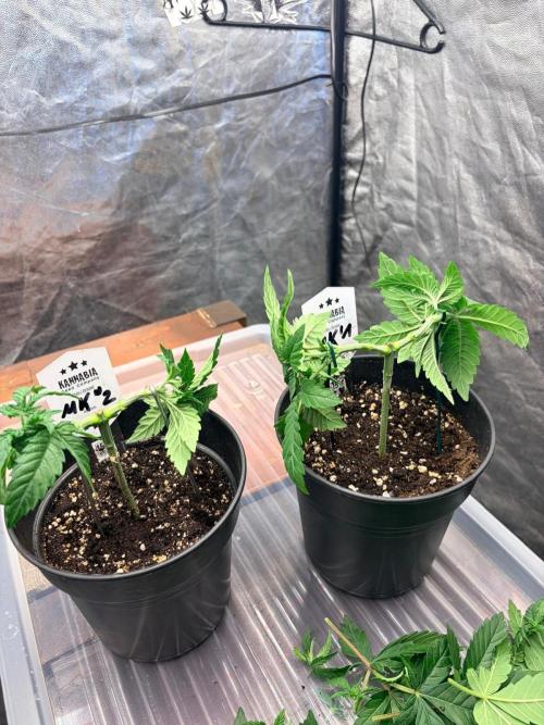 Melonade-K. Week 5 - Deutlich reduzierter, sauber gebunden und bereit für die nächste Wachstumsphase.