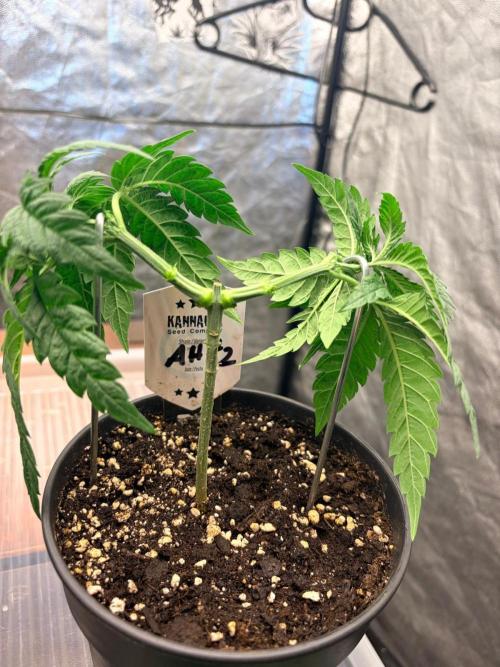 Amnesia Haze Go Fast. Week 5 - Die Haupttriebe wurden nach außen gezogen und die Struktur schön geöffnet