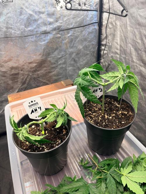 Amnesia Haze Go Fast. Week 5 - AH #2 ist etwas kräftiger, aber beide entwickeln ihre Struktur sauber weiter.