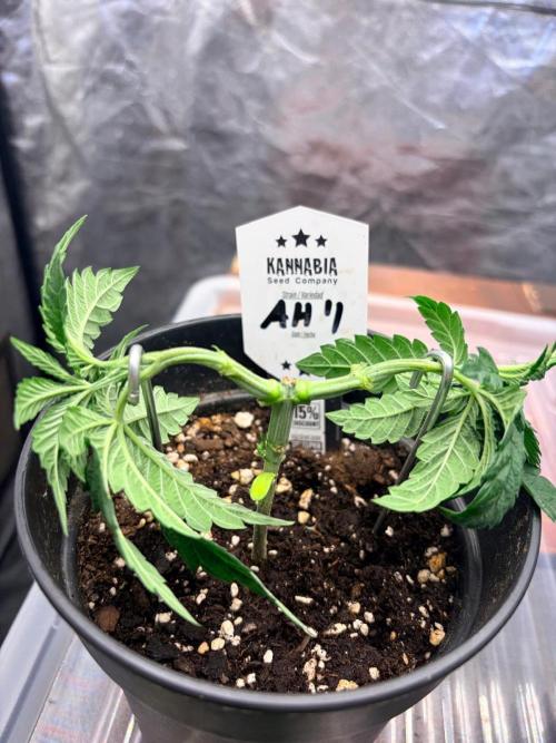 Amnesia Haze Go Fast. Week 5 - Die Hauptarme sitzen gut in Position und können jetzt wieder neue Kraft aufbauen