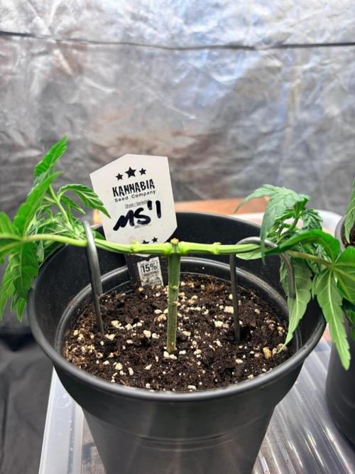 Mexican Sativa. Week 5 - Nach dem Auslichten ist die Struktur sichtbarer und die sitzen in Position.