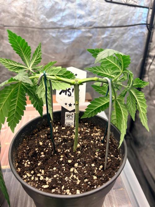Mexican Sativa. Week 5 - Die beiden Hauptarme entwickeln sich gleichmäßig und bekommen jetzt wieder Zeit 