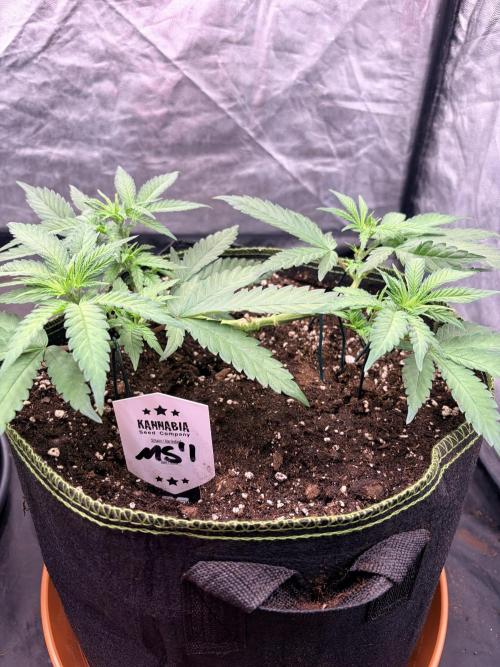 Mexican Sativa. Week 6 - kompakter Wuchs, vier Haupttriebe und weiterhin eine schön offene Pflanzenmitte.